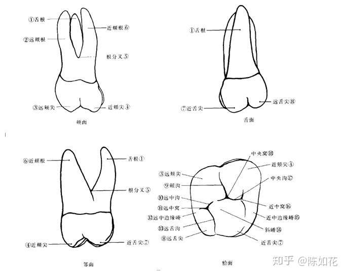 腭根(舌根 上颌磨牙四根管:近颊根 mb2 远颊根 腭根(舌根 下颌磨牙