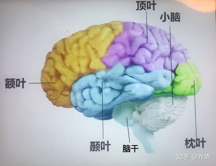 问题1:大脑结构与作用 问题2:大脑区域分布 问题3:人脑 = 边缘系统