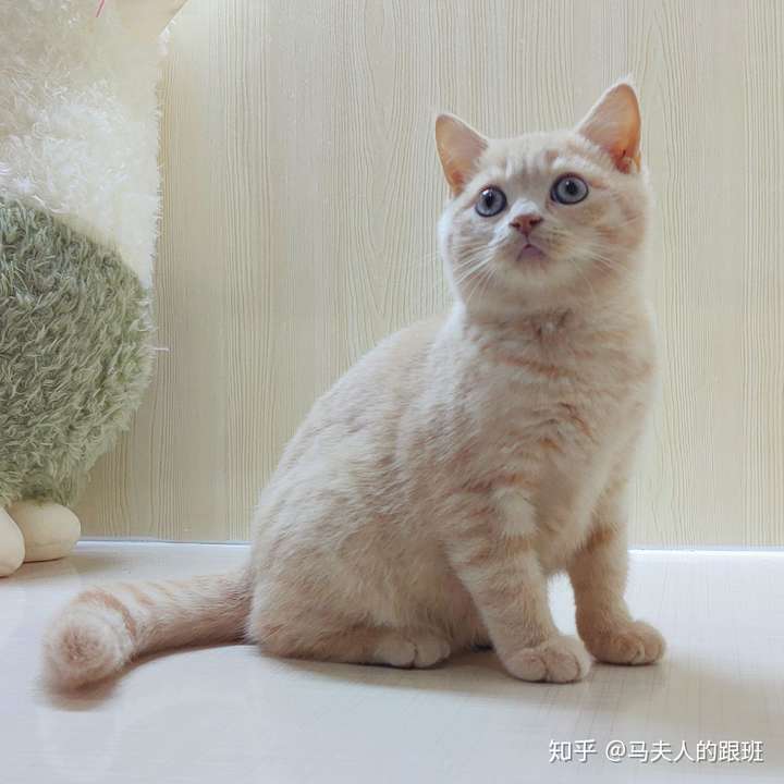 我想问一下我家这只猫到底属于英短里的什么色系?品相如何?