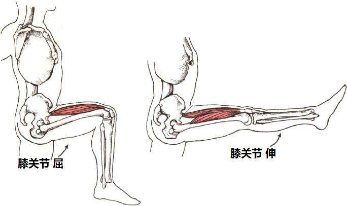 大腿前侧的肌肉过于发达怎么办