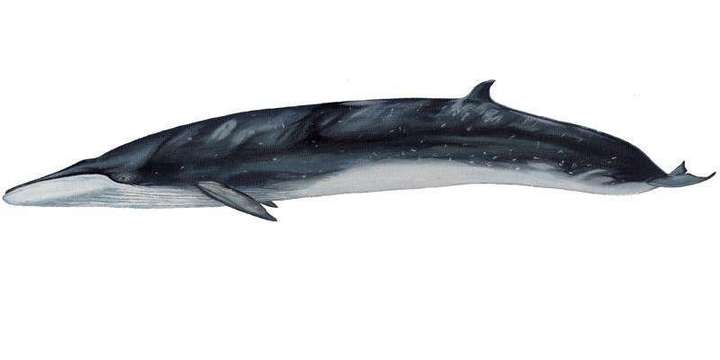 塞鲸(balaenoptera borealis)20米,45炖 布氏鲸(balaenoptera brydei