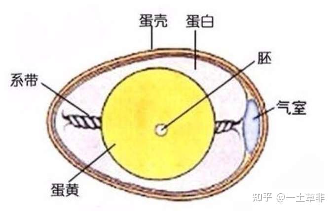 卵黄经受精为受精卵细胞,胚盘在适宜的条件下孵化出雏鸡.