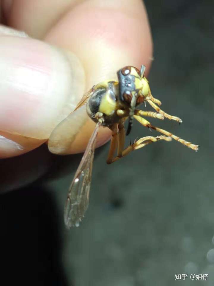 如何区分黄蜂蜜蜂马蜂胡蜂各种蜂