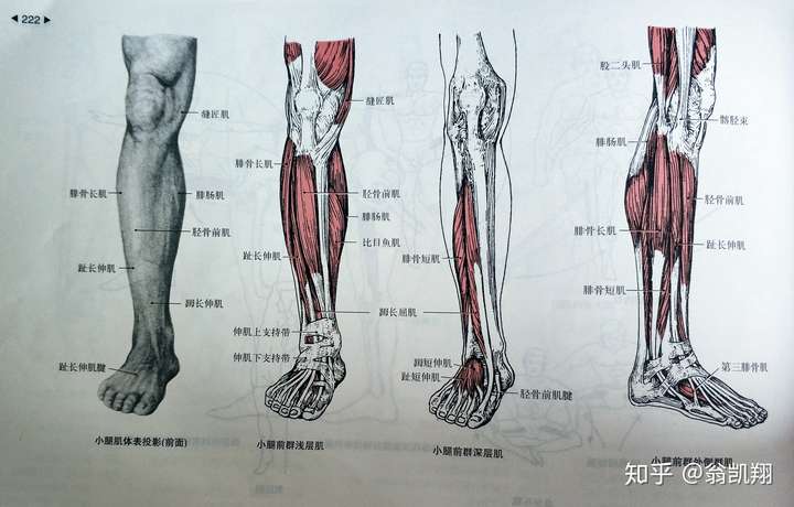 小腿肌主要分为前侧,外侧和后群肌, 前侧为足的伸肌,浅层为胫骨前肌