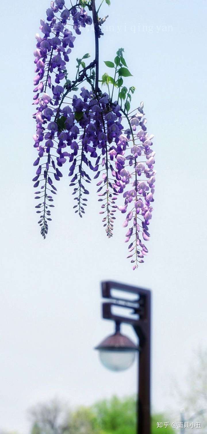 有哪些夏天的紫色系壁纸?