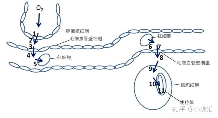 红细胞所携带的氧气,被组织细胞利用要穿过多少层膜?