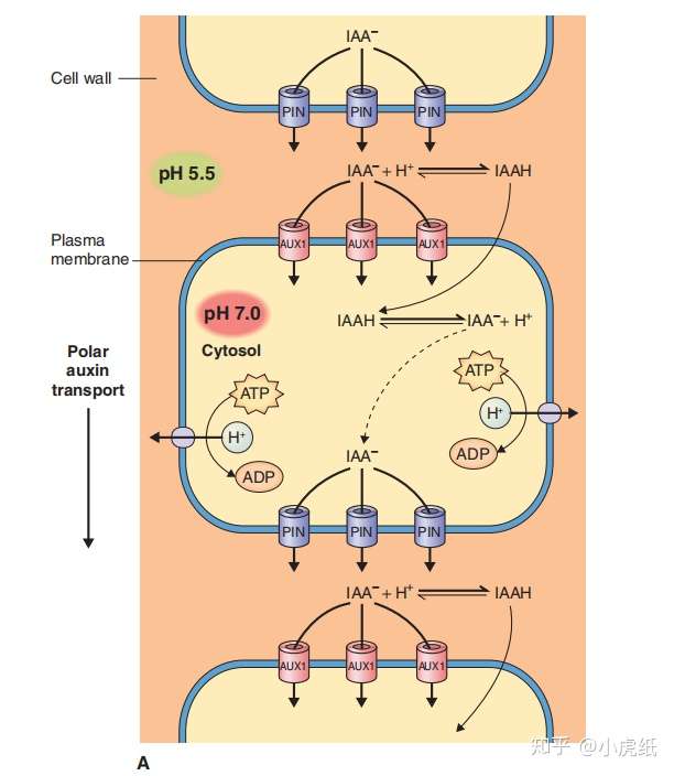 生长素极性运输的"化学渗透假说"示意图,图片来源[4]