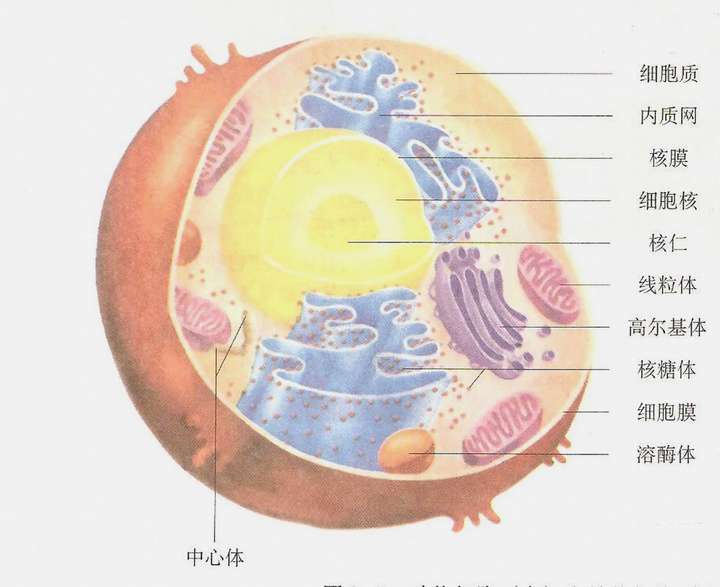 没有细胞核的生物有哪些