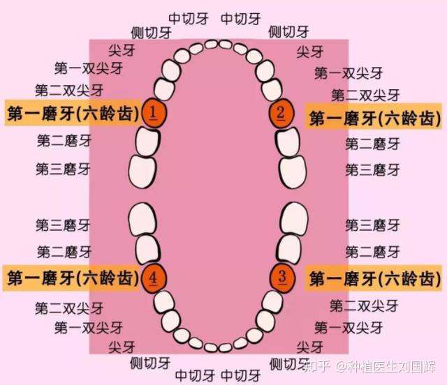 六龄齿天生就是恒牙不是乳牙当心龋坏了家长们要重视