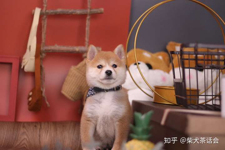 如何正确的喂养柴犬