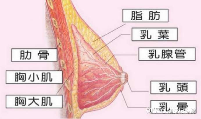 最深处的肋骨,然后就是胸小肌和胸大肌,最后是乳腺和脂肪.