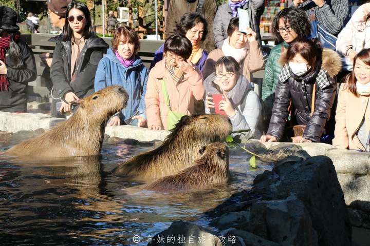 仙人掌公园的特色风景之一,水豚泡温泉