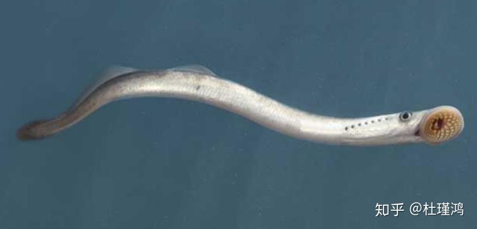 "七鳃鳗"在分类上最高到了目(petromyzontiformes)甚至纲,下有七鳃鳗