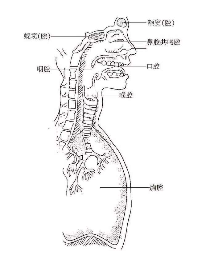 你真的懂什么是共鸣吗为什么说共鸣是不需要训练的