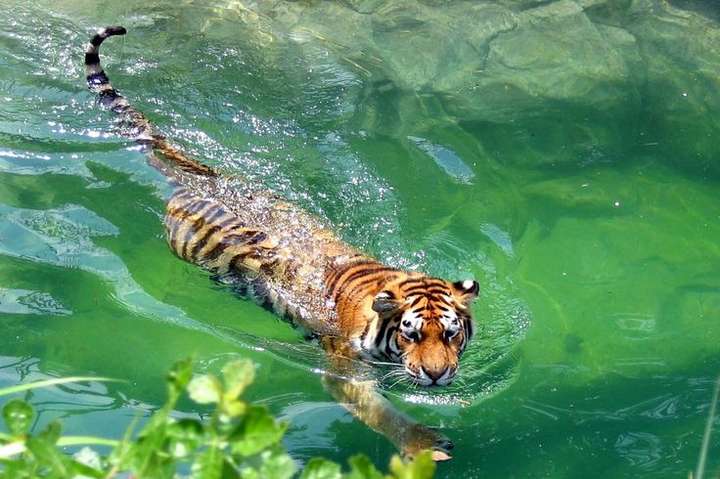 先说结论: 老虎会爬树 身为猫科动物的老虎,不仅仅会爬树,在游泳这个
