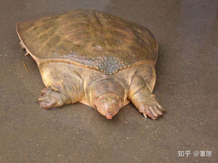 鼋(yuán 可以理解为巨大号甲鱼(迫真