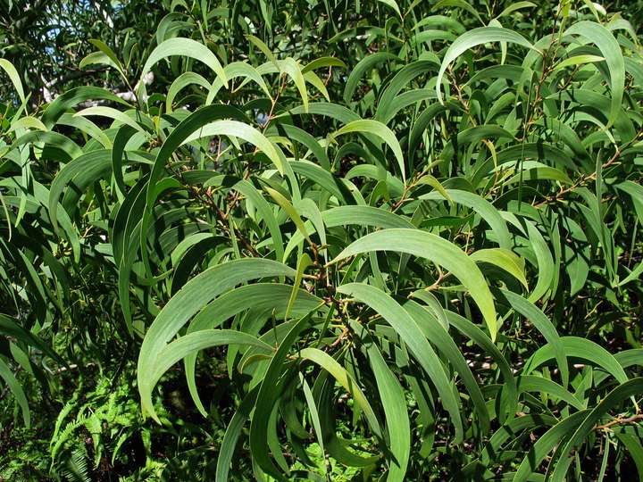 这是相思树一类(acacia),一般比较常见的就是台湾相思(acacia