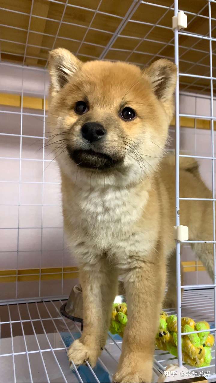 请问柴犬这种黑豆豆眉毛正常吗