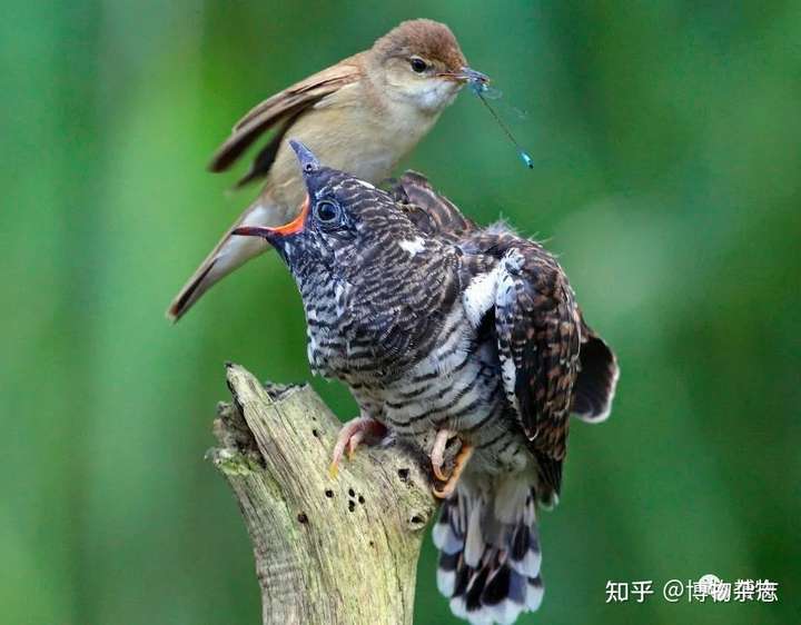 为了骗吃骗喝甚至不惜"学外语"的小布谷鸟     图片来源:country life