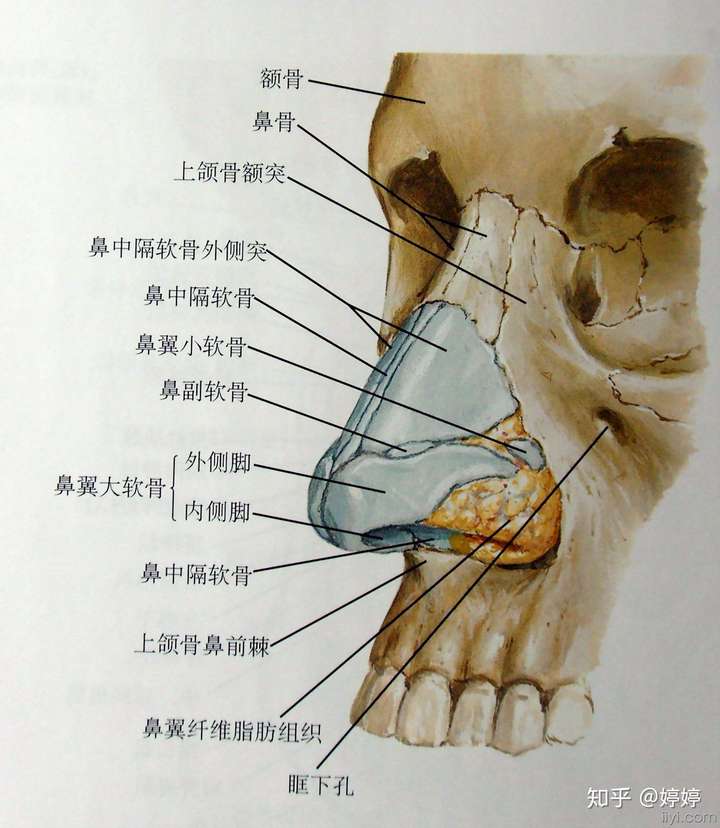 是鼻软骨 所以按摩/捏也不能让鼻软骨"原