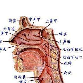 头腔共鸣