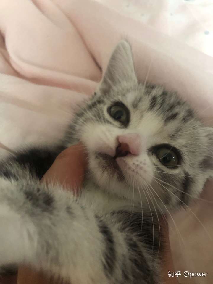 刚买的两个月大的美短,鼻子下面有点黑,可以养回来吗,猫咪怎么样?