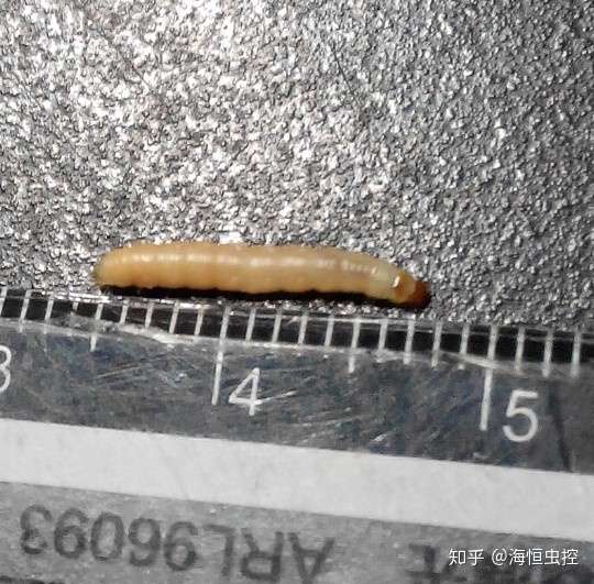 有可能是山核桃花蕾蛆,图片如下,可以员比下.