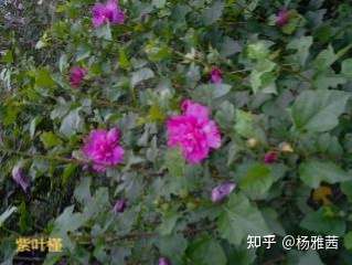 红叶木槿中国有故事的植物之南药篇