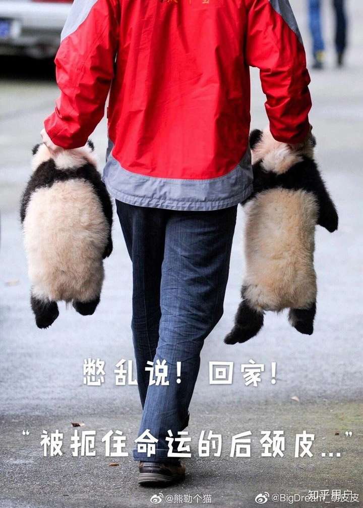 谢邀 应该能讲的叭 某神秘动物保护协会 我现在处于一个半脱坑状态