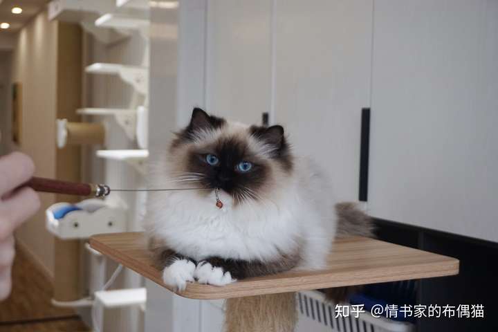 是什么决定布偶猫价格差?