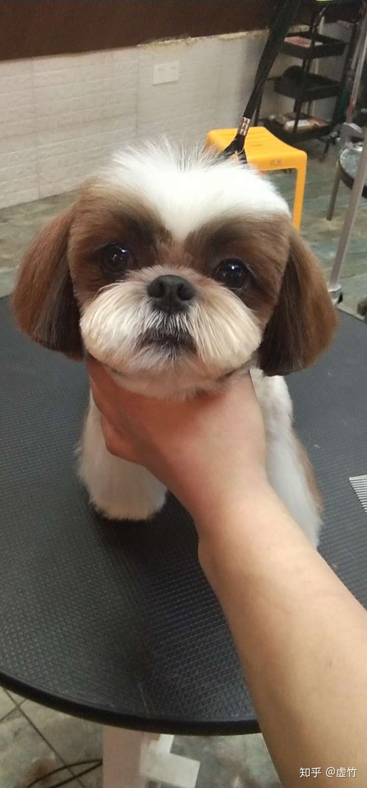 西施犬和约克夏哪个更适合年轻的女孩养?两种狗体味哪个重?