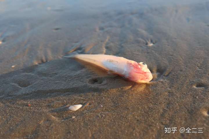 搁浅在岸上的小鱼 拍摄于三亚湾 2019年6月