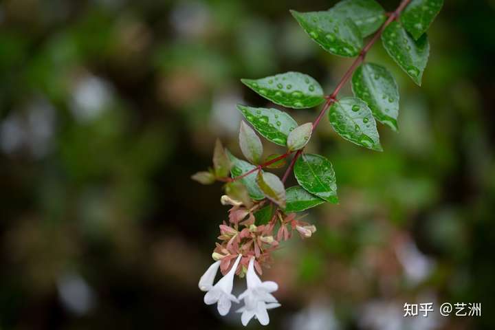 1,景天,徐长卿,龙葵,飞蓬,花楹,重楼,虎仗,解蠡,羽涅,零榆,陵游,鬼卿