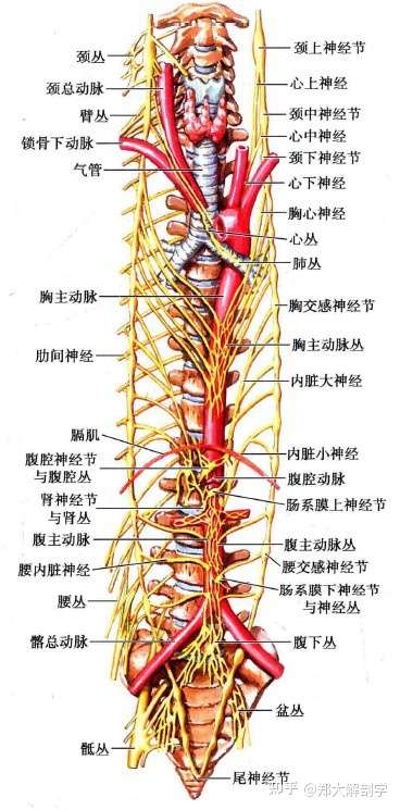 左右交感干向下达尾骨前面,合于最下端的一个尾骨神经节或称奇神经节