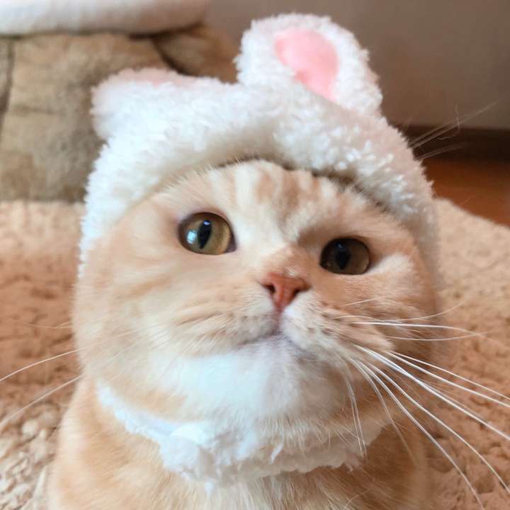有可爱的猫和狗的情头吗?