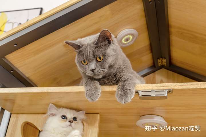 一只猫能可爱到什么程度?