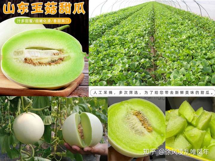 有哪些水果,冰镇后吃会有意想不到的口感?