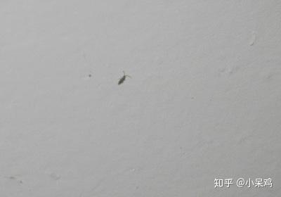 家里的墙壁上出现很多小虫子,如图,是什么虫?如何消除