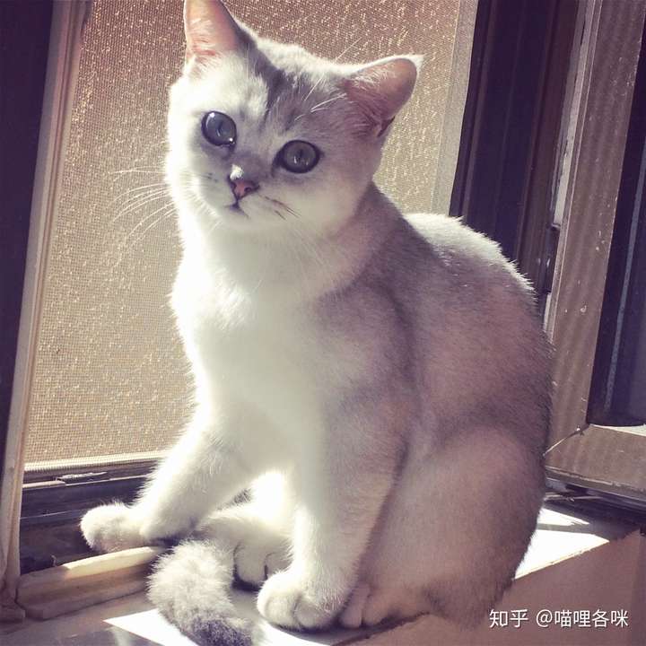 我家的银渐层黑豆,布偶猫布丁.这几张是我用平时照的照片做的头像