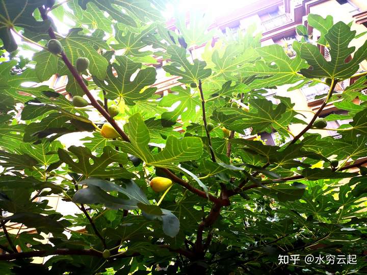 楼下邻居门前,果实累累的无花果树,有的已经快熟了.