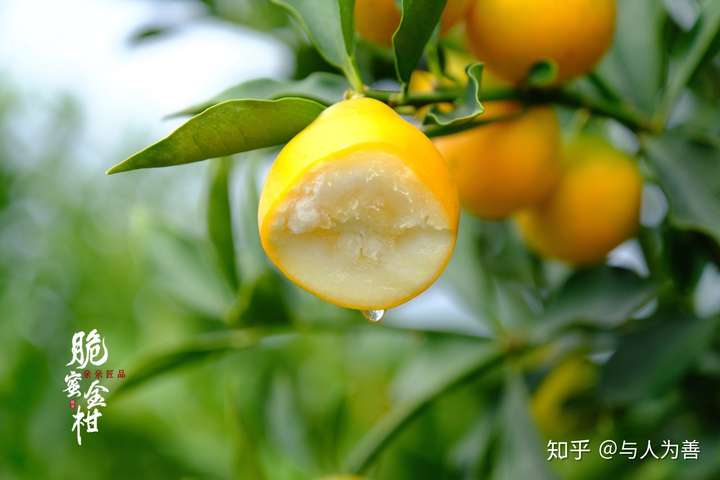 脆蜜金柑桔中王炸甜蜜暴击