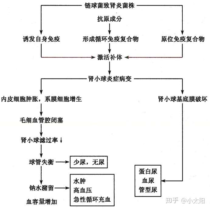 绝大多数为a组β溶血性链球菌感染引起的免疫复合物性肾小球肾炎.