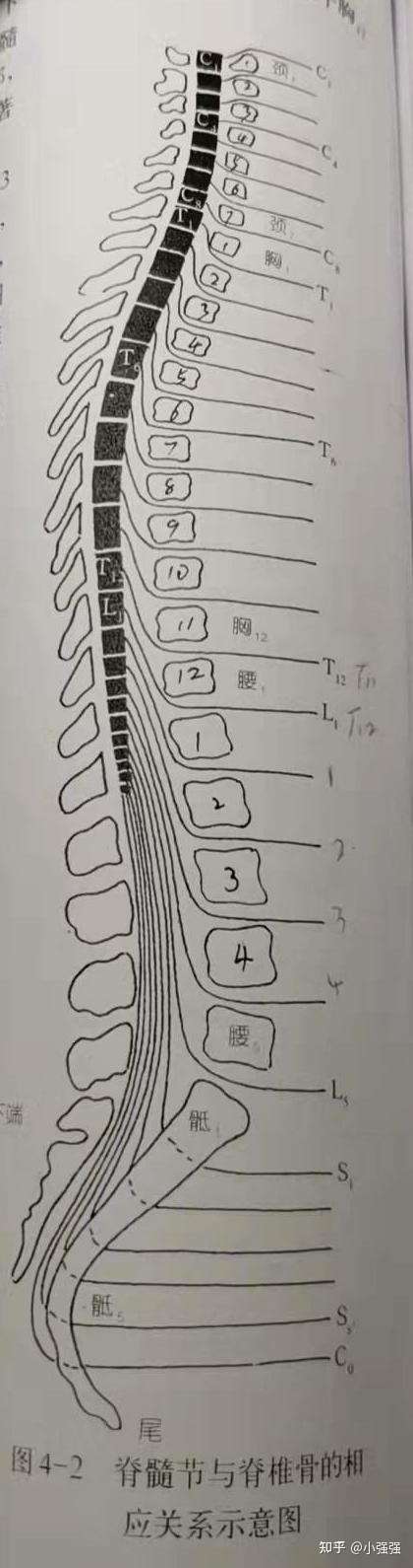 1脊髓节段与椎体的位置关系按chaipaut公式:脊髓的下端位于胸12-腰2