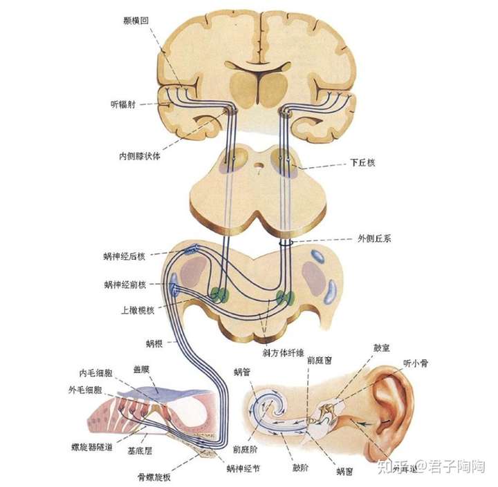 听觉传导通路