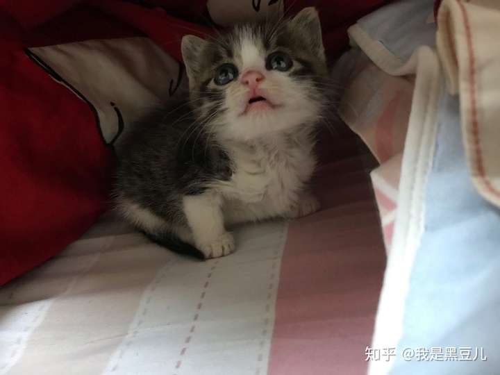 英短蓝猫和狸花猫配种会生出什么样的猫啊?求上图!