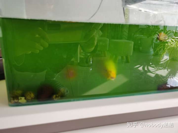 鱼缸水变绿,求办法?