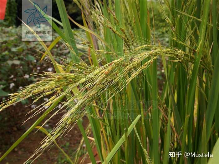 为什么我们的祖先驯服了小麦和水稻,而不是其他植物?