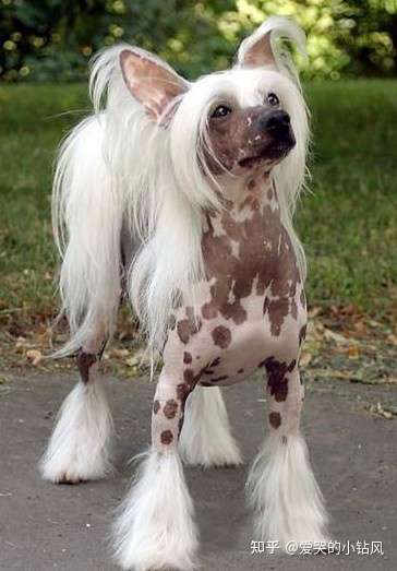 中国冠毛犬chinese crested 知乎