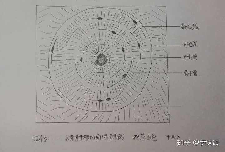 组胚实验红蓝铅笔绘图切片号未填