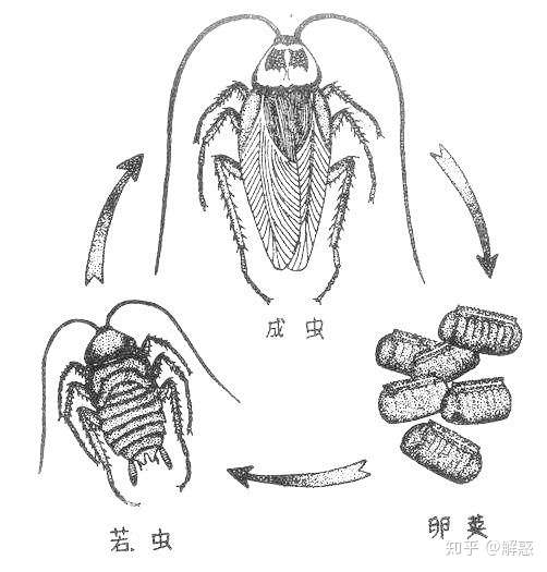 最后要认清蟑螂卵荚,卵荚实物很小.